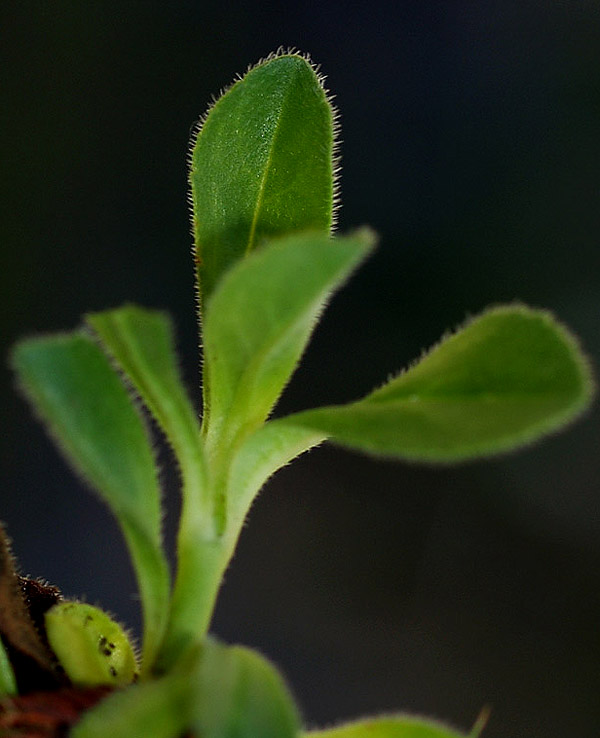Veronica bellidioides / Veronica con foglie di margherita